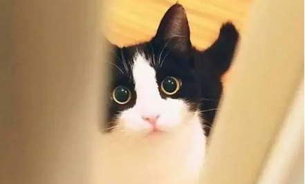 猫咪吃的禁情粉药效持续多久 猫咪吃的禁情粉药效持续多久