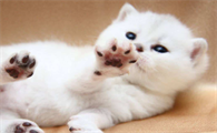 猫三联第二针可以晚几天打吗多少钱