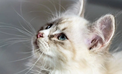 猫咪泪腺堵塞怎么治疗最好 猫咪泪腺堵塞怎么治疗最好