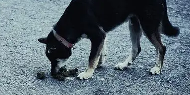 为什么狗狗喜欢吃屎？原来是这样.....