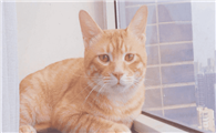 猫咪什么时候换牙期