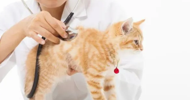 猫咪拍x光片能检查出什么
