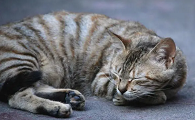 猫为什么白天一直睡觉