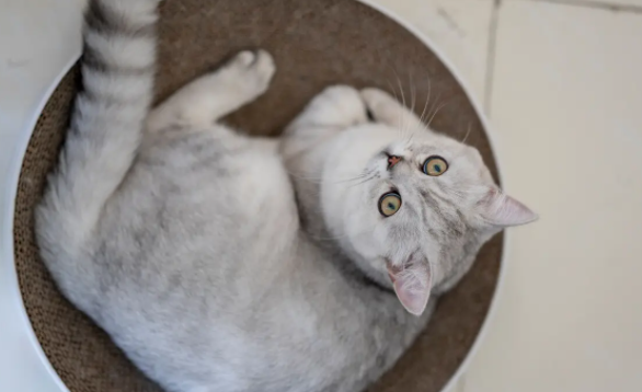 铲屎官科普:海豹猫是什么品种? 铲屎官科普:海豹猫是什么品种?