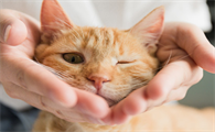 猫咪猫瘟不吃饭不喝水怎么办
