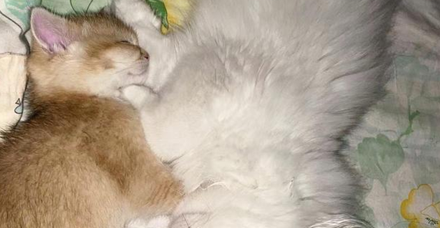 公猫发情症状有哪些 公猫发情症状有哪些