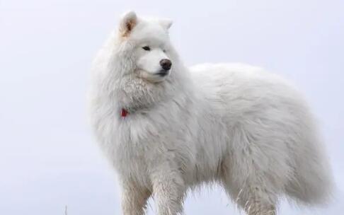 都是“大白”?爱斯基摩犬和萨摩耶到底有何区别 都是“大白”?爱斯基摩犬和萨摩耶到底有何区别
