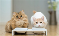 猫大便有虫是怎么回事吃什么药