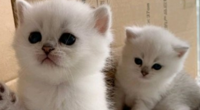 小猫什么时候可以吃猫粮啊 小猫什么时候可以吃猫粮啊