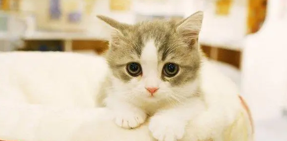 猫咪低血糖症状