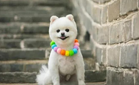 博美的智商相当于几岁的人