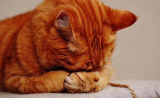 猫咪夏天不挨着人睡为什么 猫咪夏天不挨着人睡为什么