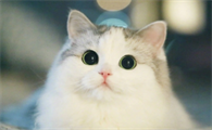 猫尿闭吃三金片尿出来了？