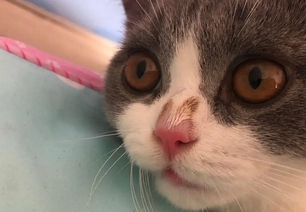 猫鼻子破了能自愈吗会传染吗