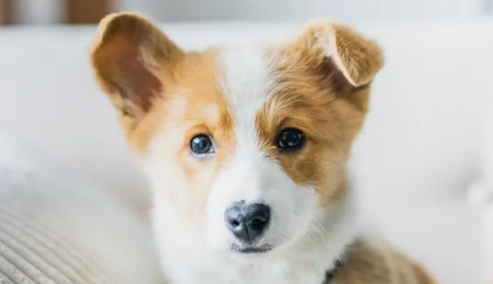 狗狗身上有蜱虫怎么治才能彻底去除
