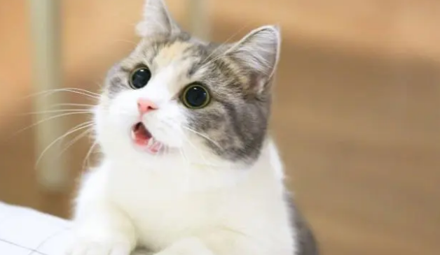 两个月的猫还要喝奶吗 两个月的猫还要喝奶吗