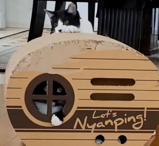 猫中二哈?奶牛猫把房子啃没了,估计想给自己建个海景房 猫中二哈?奶牛猫把房子啃没了,估计想给自己建个海景房