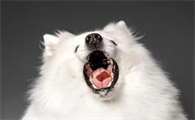 萨摩耶犬怎么训练