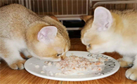 猫咪已经两天不吃不喝了