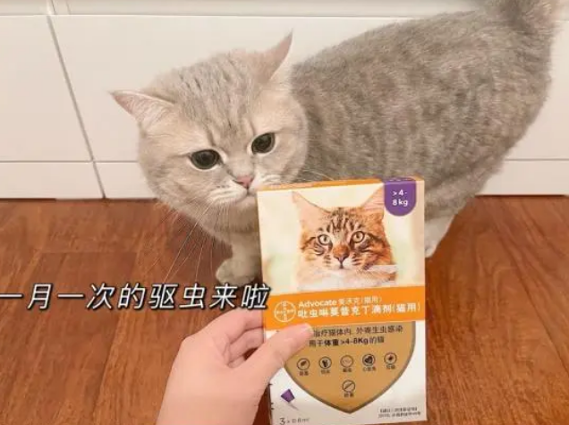 爱沃克好不好?能否解决猫咪耳螨问题? 爱沃克好不好?能否解决猫咪耳螨问题?
