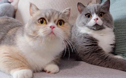 家养宠物猫必须打疫苗吗?这篇文章给你答案! 家养宠物猫必须打疫苗吗?这篇文章给你答案!
