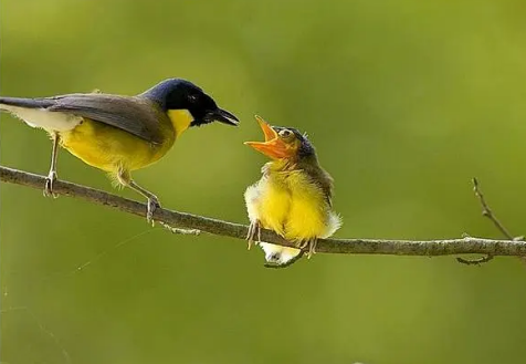 怎么让画眉鸟叫得厉害，在吃食上一定要注意！