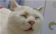 猫吃了知了会不会怎么样