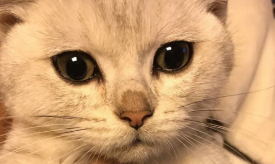 猫咪鼻子热热的怎么回事 猫咪鼻子热热的怎么回事