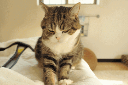 为什么猫咪喜欢踩奶野猫会踩奶吗