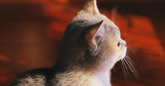 猫杯状病毒会传染给其他猫咪吗