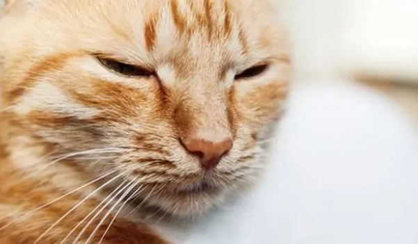 家里的母猫发情了怎么办