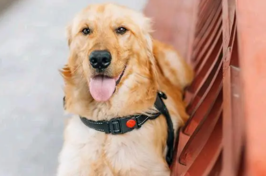 金毛幼犬可以吃生土豆吗