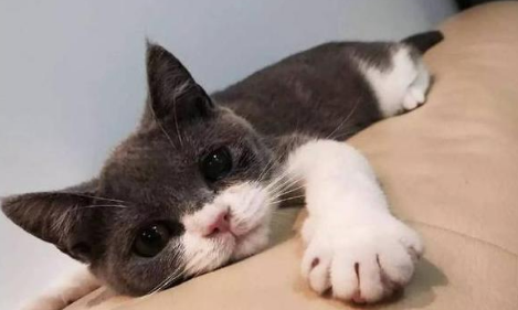 怎么知道猫咪是否喜欢你?从这些表现就能看出来了 怎么知道猫咪是否喜欢你?从这些表现就能看出来了