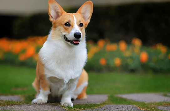 柯基犬寿命一般是多少年？铲屎官们一定要知道