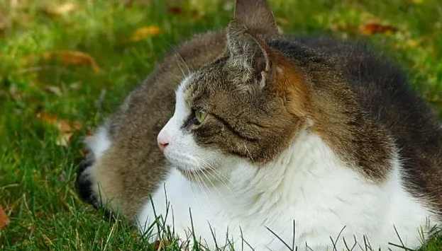 母猫绝育生化检查有必要吗 母猫绝育生化检查有必要吗