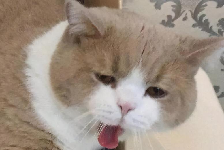 猫吐食物是什么原因怎么回事 猫吐食物是什么原因怎么回事