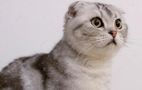 狗粮可以给猫吃吗