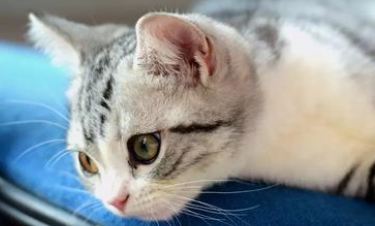 猫咪屁股后面白色条状物