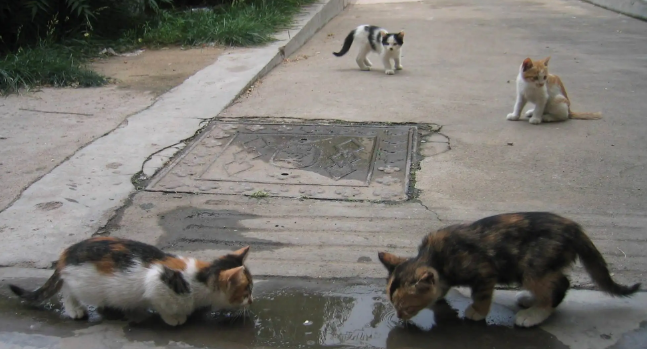 小区流浪猫白天都藏在哪里?你确定不了解一下? 小区流浪猫白天都藏在哪里?你确定不了解一下?