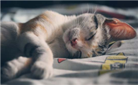 猫吃了一只苍蝇会长寄生虫吗