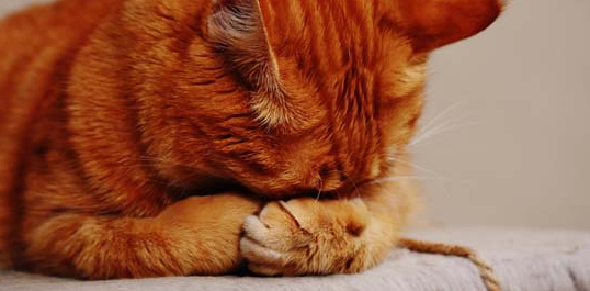 猫咪肛门口有个白色米粒怎么处理