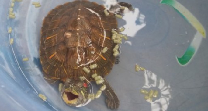 乌龟拉白色絮状物