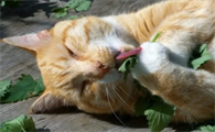 帮助猫猫促进肠胃蠕动的植物有哪些