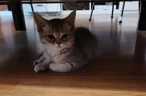 猫咪在35度的天气会热吗?