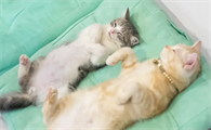 母猫会来大姨妈吗多少天