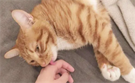 怎么能让猫咪乖乖的让自己抱着