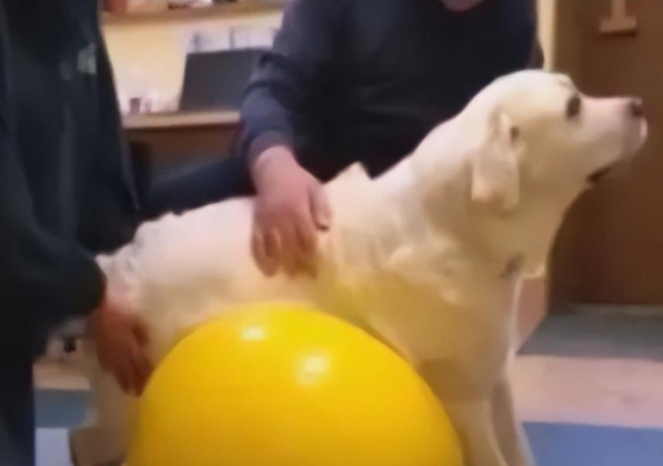 狗狗瘫痪不能走路,主人不离不弃帮忙训练,2个月后奇迹出现了 狗狗瘫痪不能走路,主人不离不弃帮忙训练,2个月后奇迹出现了