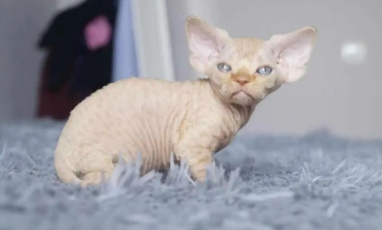 不知道赛尔凯克猫和德文猫的区别?这里有答案哦~ 不知道赛尔凯克猫和德文猫的区别?这里有答案哦~