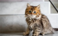 猫误食东西怎么办