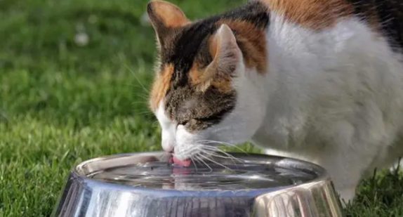 猫咪大便有虫子怎么办 猫咪大便有虫子怎么办